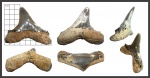 (?)Borealotodus