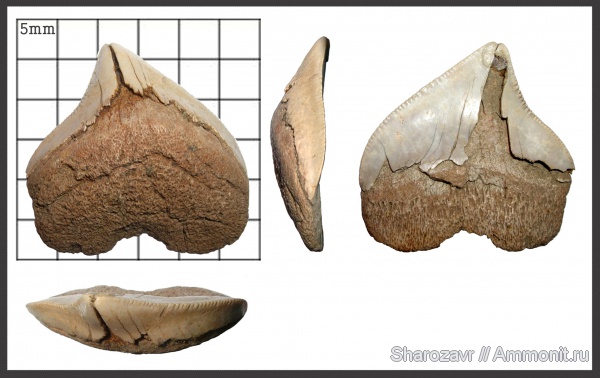 мел, палеоген, зубы, палеоцен, акулы, Squalicorax, зубы акул, Squalicorax pristodontus, Волгоград, Cretaceous, teeth, shark teeth, sharks