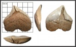 Squalicorax pristodontus