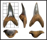 Isurus [ Macrorhizodus ]     (?) praecursor (LERICHE, 1905).