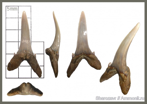 рыбы, зубы, зубы акул, кампан, Scapanorhynchus, Волгоград, Campanian, fish, teeth, shark teeth