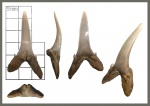 Scapanorhynchus