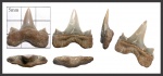 Cretolamna sarcoportheta