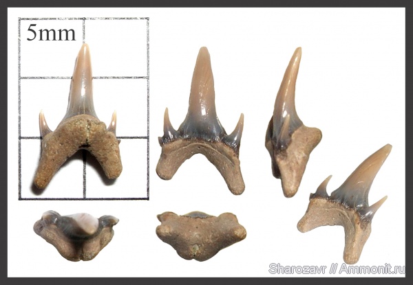 рыбы, зубы, Eostriatolamia, зубы акул, кампан, Волгоград, Campanian, fish, teeth, shark teeth