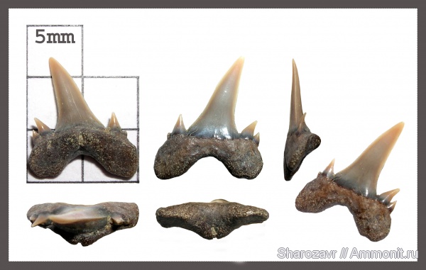 рыбы, зубы, зубы акул, Odontaspis, кампан, Волгоград, Campanian, fish, teeth, shark teeth