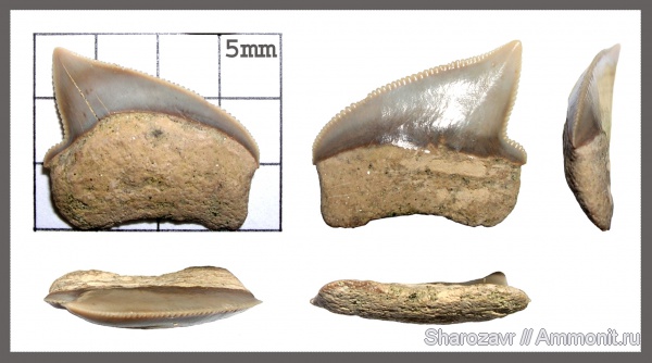 рыбы, зубы, Squalicorax, зубы акул, ?, кампан, Волгоград, Campanian, fish, teeth, shark teeth