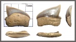 Squalicorax cf. kaupi (Agassiz, 1843)