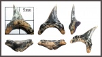 (?)Alopias denticulatus, CAPPETTA 1981.