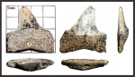 Macrorhizodus
