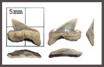Pseudocorax laevis (Leriche, 1906)