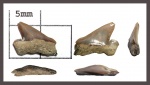 Pseudocorax laevis (Leriche, 1906)- 2