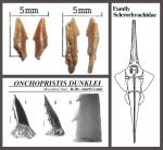 Onchopristis (dunklei?)