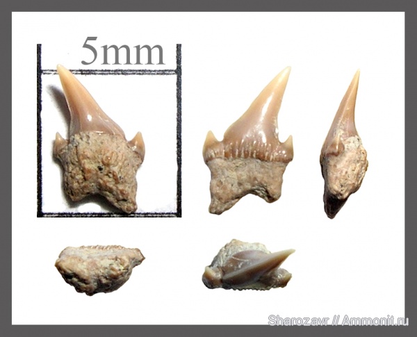 рыбы, зубы, Eostriatolamia, зубы акул, ?, кампан, Волгоград, Campanian, fish, teeth, shark teeth