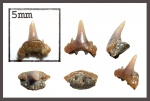 Synechodus lerichei Herman, 1977