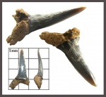 Sylvestrilamia [ Carcharias ] cf. teretidens (WHITE, 1931) или Mitsukurina cf. maslinensis
