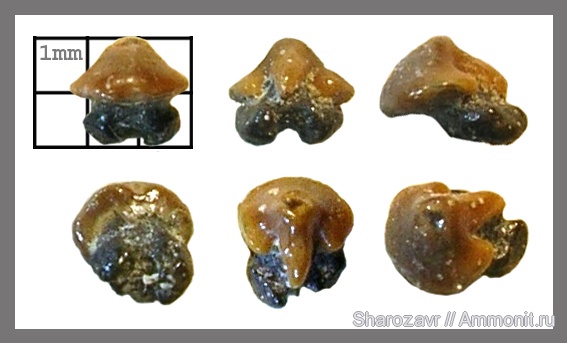 рыбы, зубы, скаты, кампан, зубы скатов, Волгоград, Rhinobatos, Campanian, fish, teeth