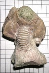 Cheirocrinidae