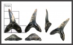 Isurolamna gracilis