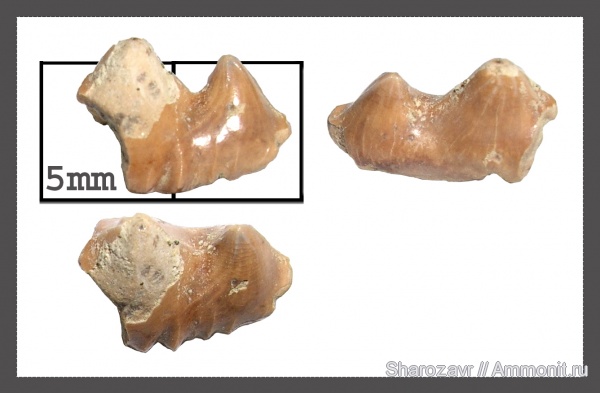 рыбы, зубы, зубы акул, Polyacrodus, кампан, Волгоград, Campanian, Polyacrodus siversoni, fish, teeth, shark teeth