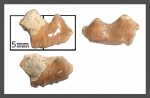 Polyacrodus cf. siversoni