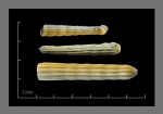 Foraminifera-3