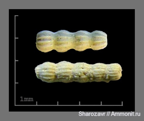 эоцен, одноклеточные, фораминиферы, Foraminifera, Волгоград