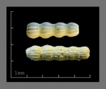 Foraminifera-4