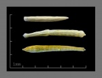 Foraminifera-5