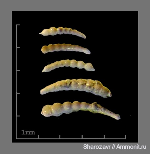 эоцен, одноклеточные, фораминиферы, Foraminifera, Волгоград
