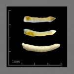 Foraminifera-9