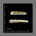 Foraminifera-10