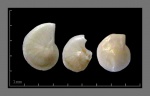 Foraminifera-14
