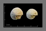 Foraminifera-15