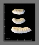 Foraminifera Marginulina