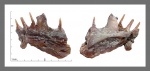 Челюсть костистой рыбы Enchodus cf. petrosus.