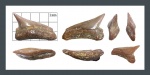 Nanocorax microserratodon