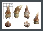 Ростральный зуб  Micropristis (Sclerorhynchidae)