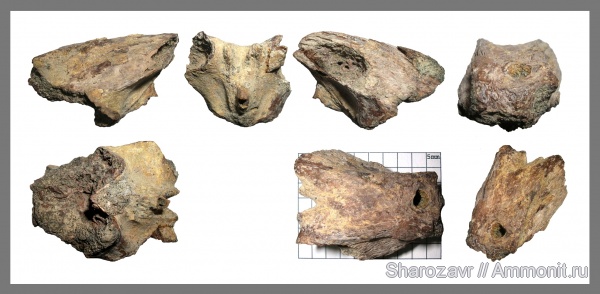 рыбы, ?, череп, кампан, костистые рыбы, Волгоград, Campanian, fish