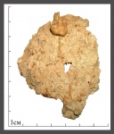 Морская лилия Apographiocrinus.