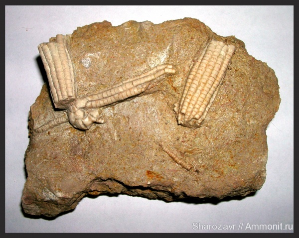 морские лилии, карбон, Гжель, гжельский ярус, Волгоград, Apographiocrinus