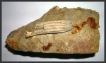 Морская лилия Apographiocrinus.