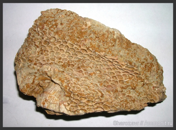 карбон, мшанки, Гжель, гжельский ярус, Goniocladia, Волгоград