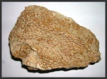 Мшанка goniocladia.