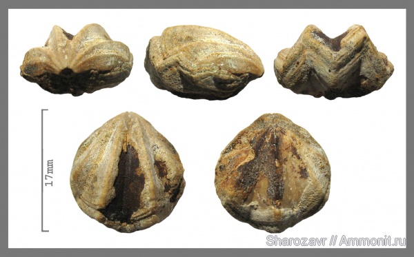 брахиоподы, мел, сеноман, Волгоград, Cenomanian, Cretaceous