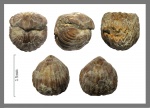 Брахиопода-3 Rhynchonellida
