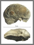 Gryphaea или Amphidonte Gryphaea или Amphidonte