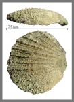 Створка морского гребешка Pecten asper.