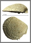 Створка другого морского гребешка Spondylus?