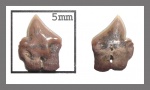 Squaliodalatias sp.