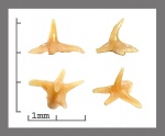 Кожный шип Etmopterus?